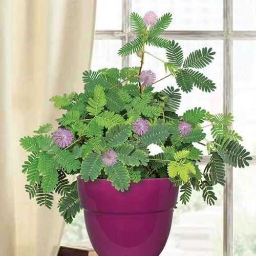 Küstüm Çiçeği (Mimosa Pudica) 10-20 cm - Resim 5