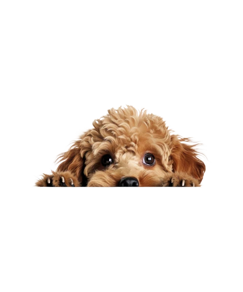 Minyatür Schnauzer Duvar Stickerı - Resim 2