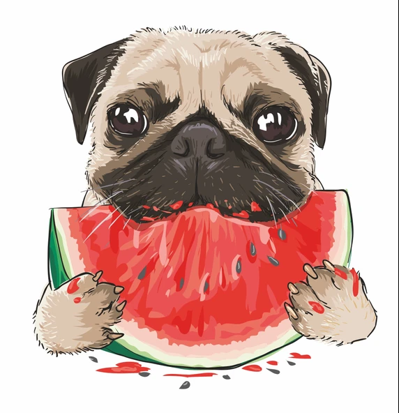 Karpuz Yiyen Pug Köpek Duvar Stickerı ürün görseli 1