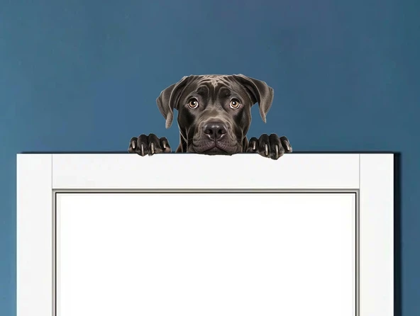 Siyah Cane Corso Köpek Duvar Sticker'ı ürün görseli 1