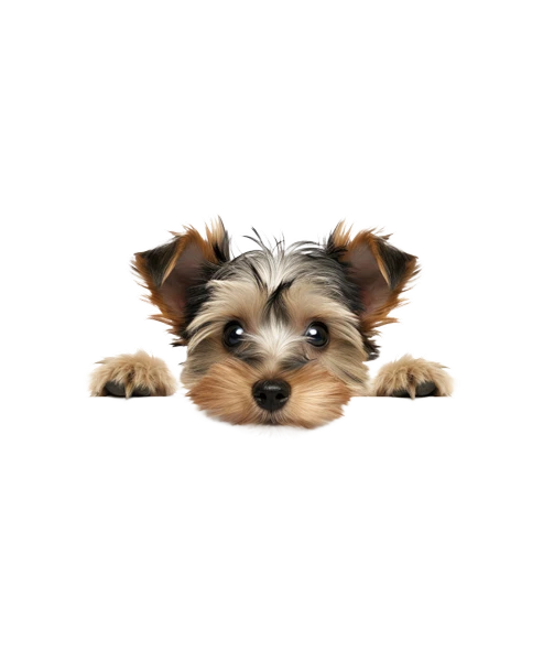 Shih Tzu Duvar Stickerı - Resim 2