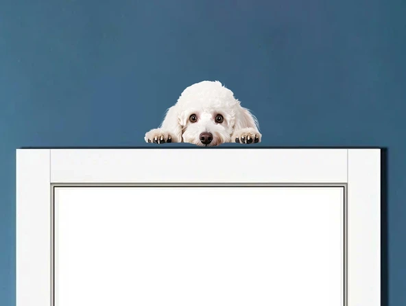 Corgi Yavrusu Duvar Stickerı ürün görseli 1