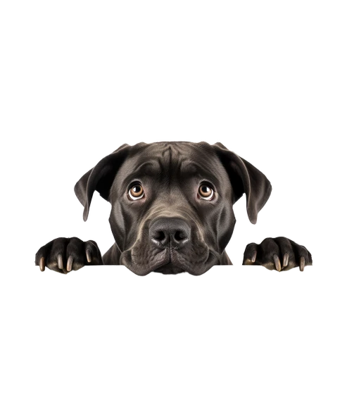 Siyah Cane Corso Köpek Duvar Sticker'ı - Resim 2