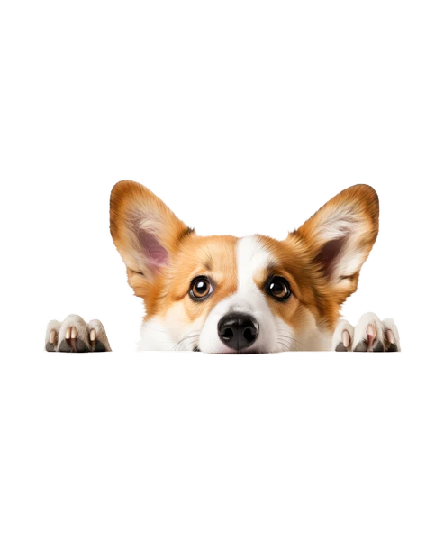 Corgi Yavrusu Duvar Stickerı - Resim 2