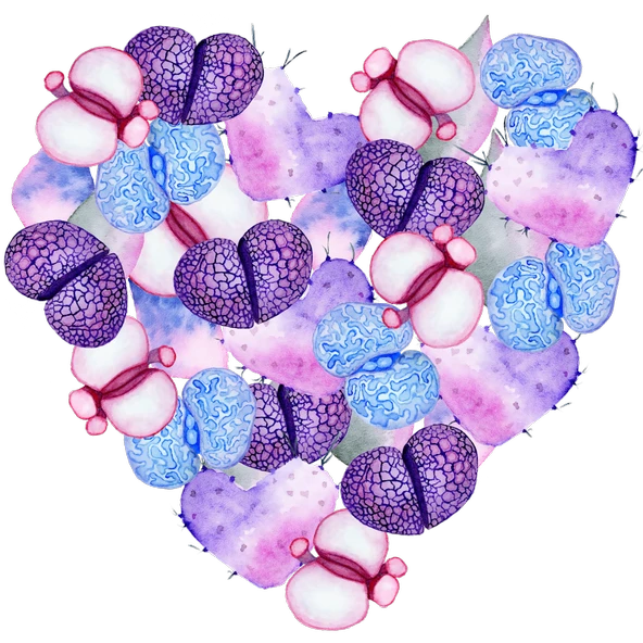 Mor ve Mavi Lithops Kalp ürün görseli 1