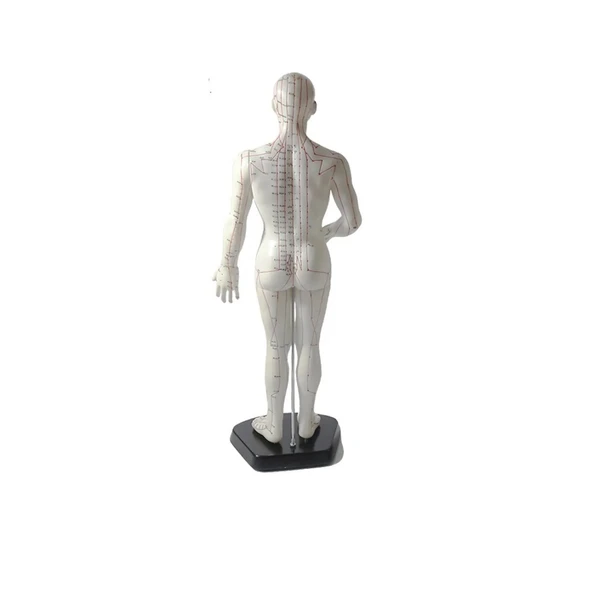 Erkek Akupunktur Maketi Model 55 - Resim 2