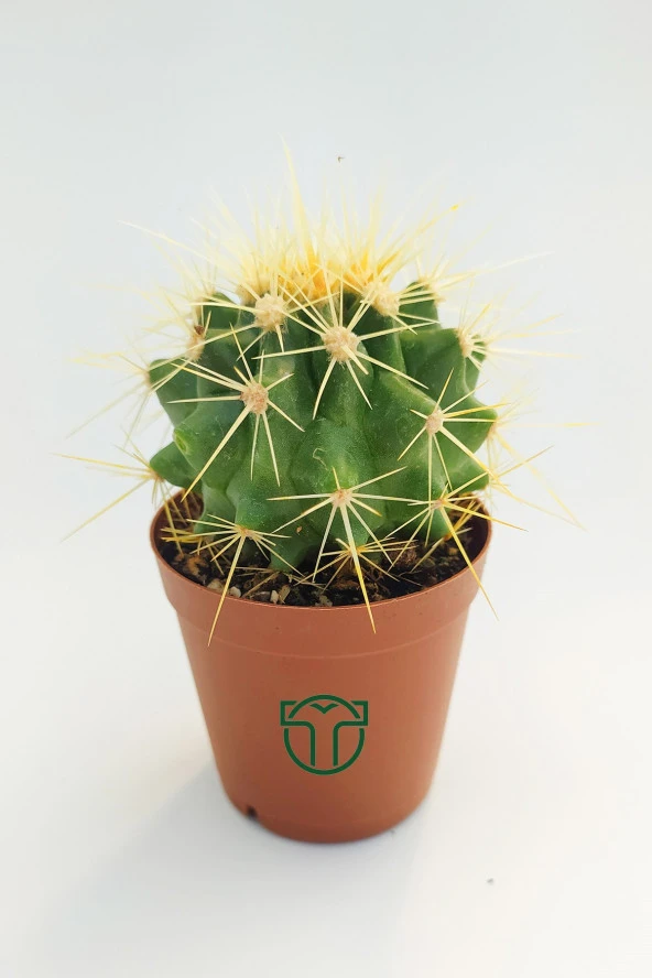 Altın Fıçı Kaktüsü, Echinocactus Grusonii, (5.5 cm Saksıda) ürün görseli 1