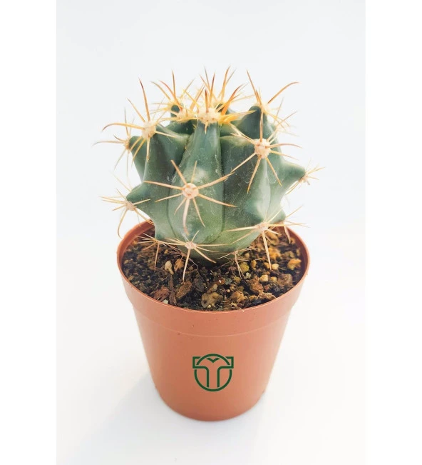 Ferocactus Horridus Kaktüs - 5.5 cm Saksıda - Resim 4