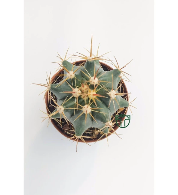 Ferocactus Horridus Kaktüs - 5.5 cm Saksıda ürün görseli 1