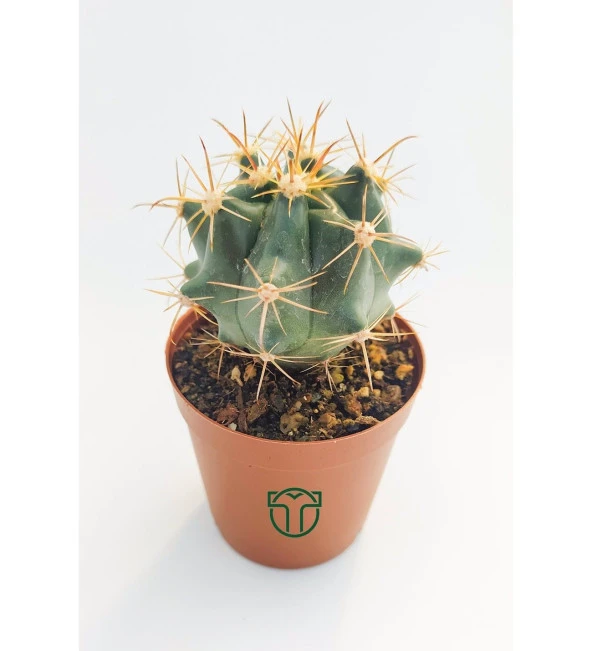 Ferocactus Horridus Kaktüs - 5.5 cm Saksıda - Resim 2