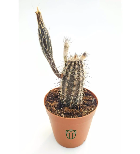 Echinocereus Mirabilis Kaktüs 5.5 cm Saksıda ürün görseli 1
