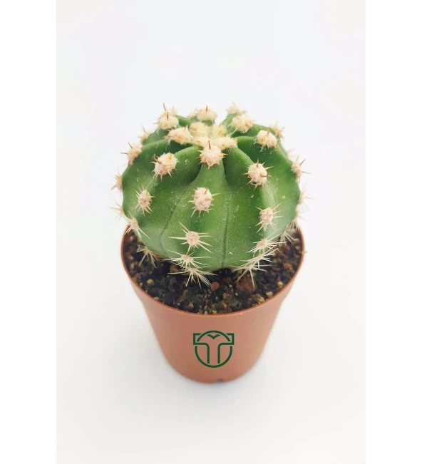 Echinopsis Subdenudata Beyaz Çiçekli Kaktüs 5.5 cm Saksıda ürün görseli 1