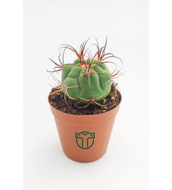 Gymnocalycium Marquezii 5.5 cm Saksıda ürün görseli 1
