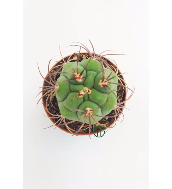 Gymnocalycium Marquezii 5.5 cm Saksıda - Resim 2