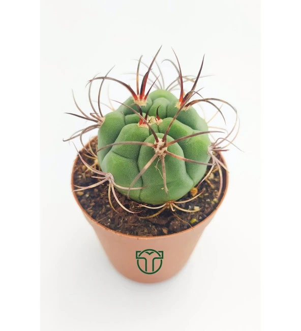 Gymnocalycium Marquezii 5.5 cm Saksıda - Resim 3