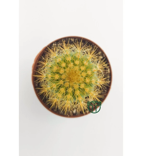 Notocactus Leninghausii  - Golden Ball Kaktüs - 5.5 cm Saksıda ürün görseli 1