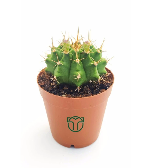 Gymnocalycium Mihanovichii - Çene Kaktüsü - 5.5 cm Saksıda ürün görseli 1