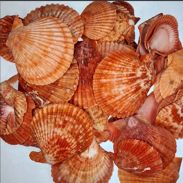 Pecten Novalis Kırmızı Kiloluk Deniz Kabuğu (1 KG ürün görseli 1