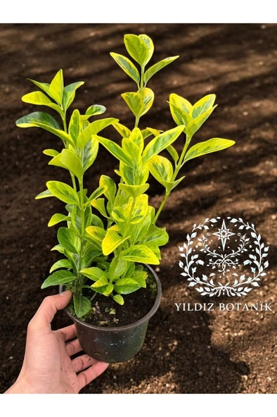 Altuni Gold Taflan Çit Bitkisi Sarı Taflan Fidanı 20-30 Cm ürün görseli 1