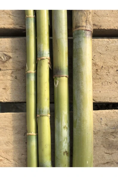 FİDAN PAZARI Bambu Bitki Destek Çubuğu 10 Adet 150cm ürün görseli 1