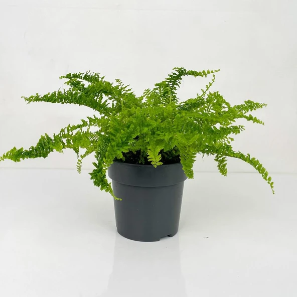 Aşk Merdiveni Çiçeği Fidanı 10-20 cm - Resim 4