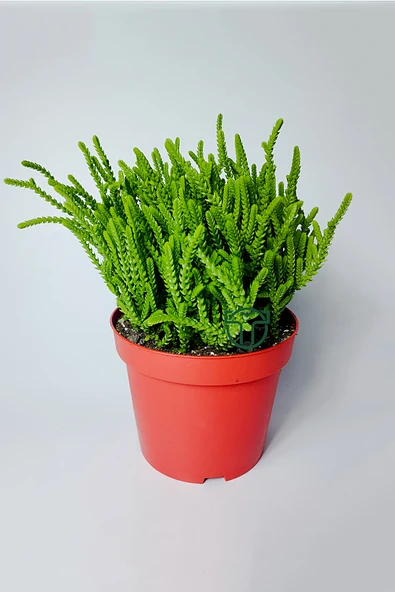 Prenses Çami büyük boy Crassula Muscosa 12 cm saksıda ürün görseli 1
