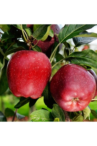 TAŞKAR PEYZAJ Bodur Starking Elma Fidanı Aşılı ( 2 Yaş \ Açık Köklü - 50 Cm ürün görseli 1