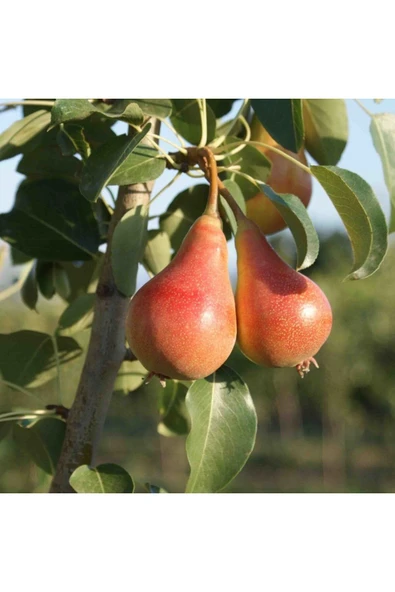 TAŞKAR PEYZAJ Haziran Güzeli Armut Fidanı Aşılı (  Tüplü \ 80-100 Cm ) ürün görseli 1