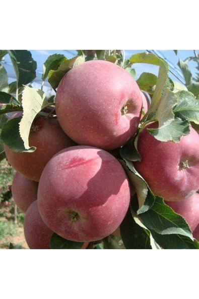 TAŞKAR PEYZAJ Bodur Fuji Elma Fidanı Aşılı ( Açık Köklü \ 30-40 Cm ) ürün görseli 1