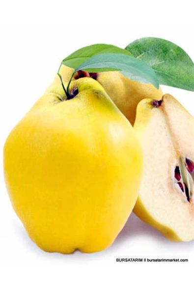 TAŞKAR PEYZAJ Limon Ekşi Ayva Fidanı Aşılı ( 2 Yaş \ Açık Köklü\ 80-100 Cm ) ürün görseli 1