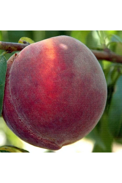 TAŞKAR PEYZAJ Red Haven Şeftali Fidanı Aşılı ( 2 Yaş \ Tüplü \ 80-100 Cm ) ürün görseli 1