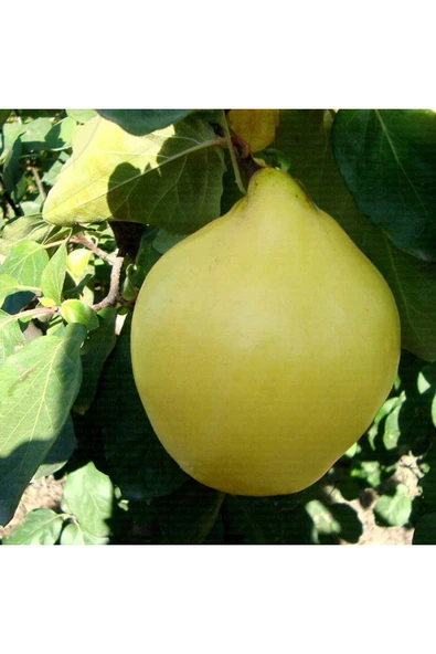 TAŞKAR PEYZAJ Ege 22 Tatlı Ayva Fidanı Aşılı ( 2 Yaş \ Tüplü \ 80-100 Cm ) ürün görseli 1