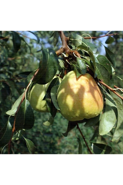 TAŞKAR PEYZAJ Margarit Armut Fidanı Aşılı ( Açık Köklü \ 80-100 Cm ) ürün görseli 1