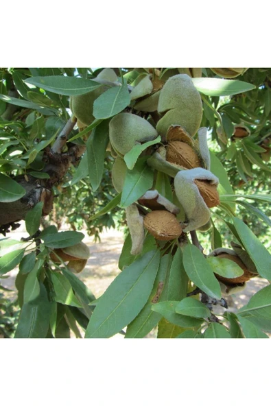 TAŞKAR PEYZAJ Nonperial Çıtır Badem Fidanı Aşılı ( Açık Köklü \ 80-100 Cm ) ürün görseli 1