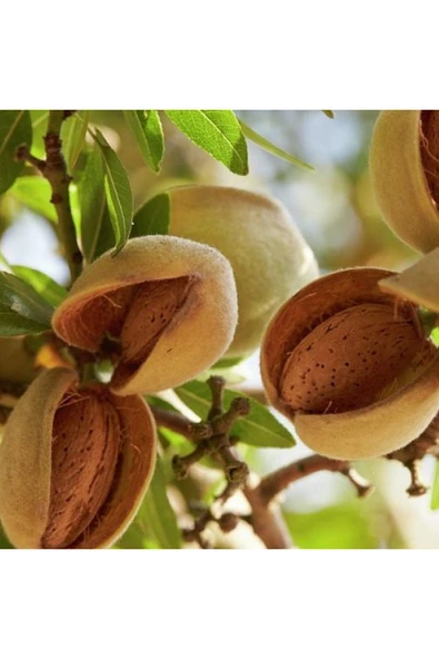 TAŞKAR PEYZAJ Ne Plus Ultra Badem Fidanı Aşılı ( Tüplü \ 80-100 Cm ) ürün görseli 1