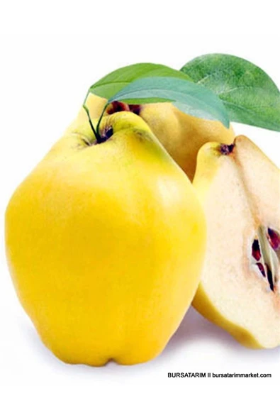 TAŞKAR PEYZAJ Limon Ekşi Ayva Fidanı Aşılı ( 2 Yaş \ Tüplü \ 80-100 Cm ) ürün görseli 1