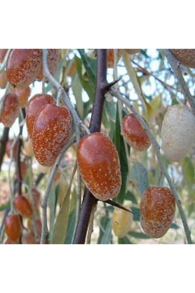 TAŞKAR PEYZAJ Anadolu Iğde Fidanı Aşılı (2 Yaş  TÜPLÜ - 70-100 cm ürün görseli 1
