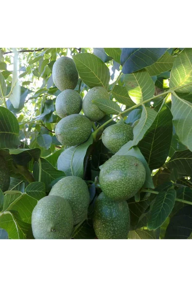 TAŞKAR PEYZAJ Franguette -Tozlayıcı- Ceviz Fidanı Aşılı ( Açık Köklü \ 80-100 Cm ) ürün görseli 1