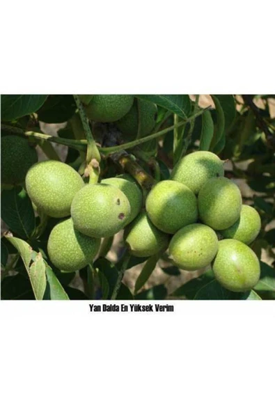 TAŞKAR PEYZAJ Pedro Ceviz Fidanı ( Tüplü ) 40-60 Cm ürün görseli 1