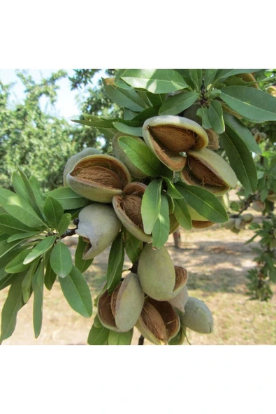 TAŞKAR PEYZAJ Ferraduel Badem Fidanı Aşılı ( Açık Köklü \ 80-100 Cm ) ürün görseli 1