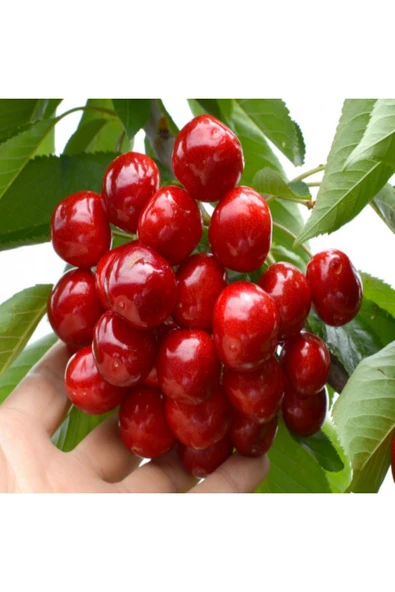 TAŞKAR PEYZAJ Sweet Heart Kiraz Fidanı Aşılı ( 2 Yaş \ Açık Köklü \ 80-100 Cm ) ürün görseli 1