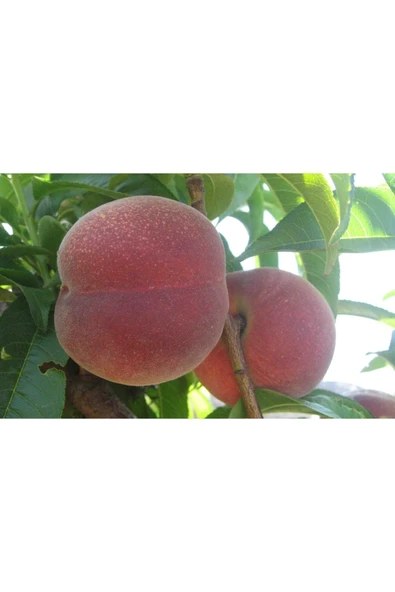 TAŞKAR PEYZAJ Early Red Şeftali Fidanı Aşılı ( 2 Yaş \açık Kök \ 80-100 Cm ) ürün görseli 1
