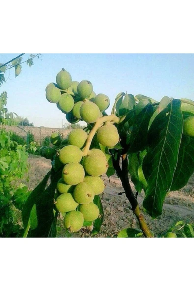 TAŞKAR PEYZAJ Alltay Ceviz Fidanı ( 2 Yaş - Tüplü ) 40-60 Cm ürün görseli 1