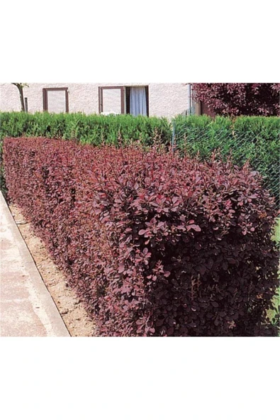TAŞKAR PEYZAJ Berberis Fidanı TÜPLÜ - 30 CM - Resim 2