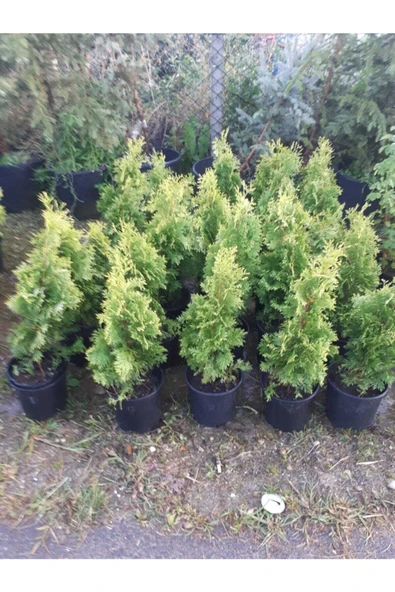 TAŞKAR PEYZAJ Mazı Çamı ( 40 - 50 Cm ) ürün görseli 1