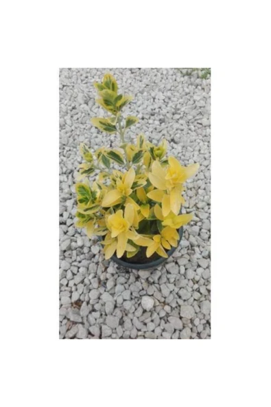 TAŞKAR PEYZAJ Gold Taflan Fidanı ( Saksılı - 20-30 Cm ) ürün görseli 1