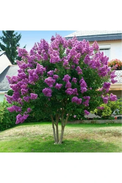 TAŞKAR PEYZAJ Oya Ağacı Fidanı Mor 30-40 Cm ürün görseli 1