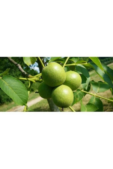 TAŞKAR PEYZAJ Bilecik Ceviz Fidanı Aşılı ( Tüplü \ 40-60 Cm ) ürün görseli 1