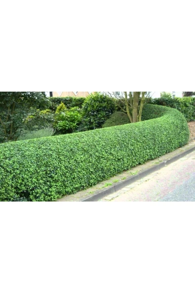 TAŞKAR PEYZAJ Ligüstrüm Çit Bitkisi ( Tüplü \ 30-50 Cm ) ürün görseli 1