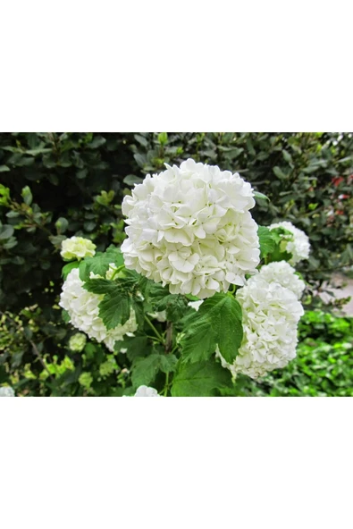 TAŞKAR PEYZAJ BEYAZ ORTANCA (60-110 CM) ürün görseli 1